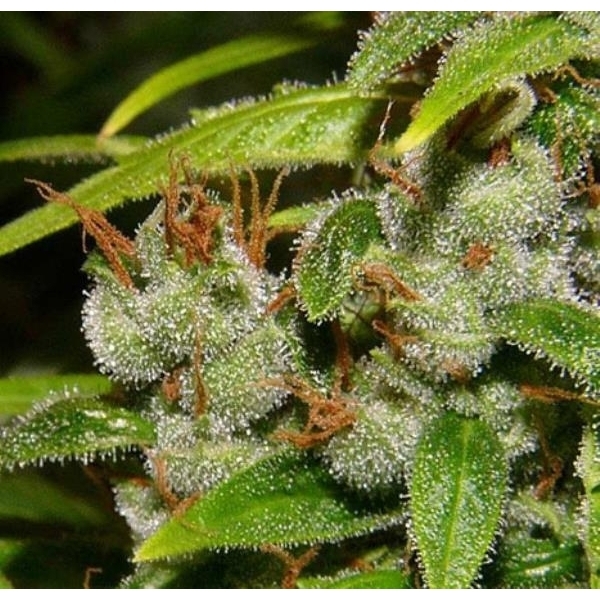 Super Silver Haze (Mr. Nice) tavallinen