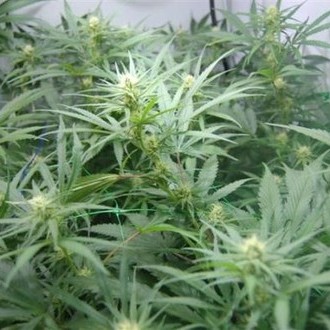 Super Silver Haze (Mr. Nice) tavallinen