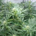 Super Silver Haze (Mr. Nice) tavallinen