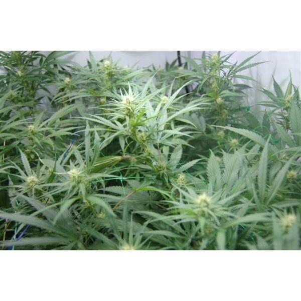 Super Silver Haze (Mr. Nice) tavallinen