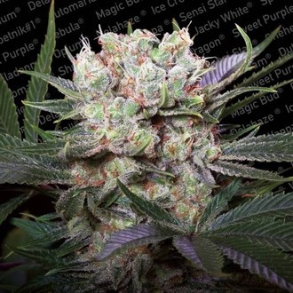 Californian Gold (Paradise Seeds) &ndash; Feminisoidut