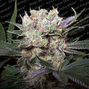 Californian Gold (Paradise Seeds) – Feminisoidut