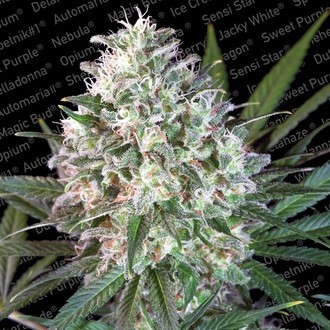 Space Cookies (Paradise Seeds) Feminisoidut