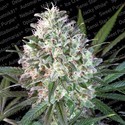Space Cookies (Paradise Seeds) Feminisoidut