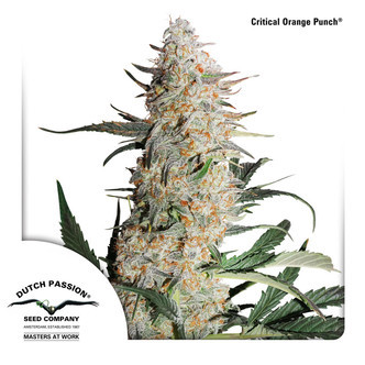 Critical Orange Punch (Dutch Passion) feminisoidut kannabiksen siemenet