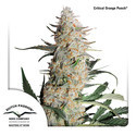 Critical Orange Punch (Dutch Passion) Feminisoidut