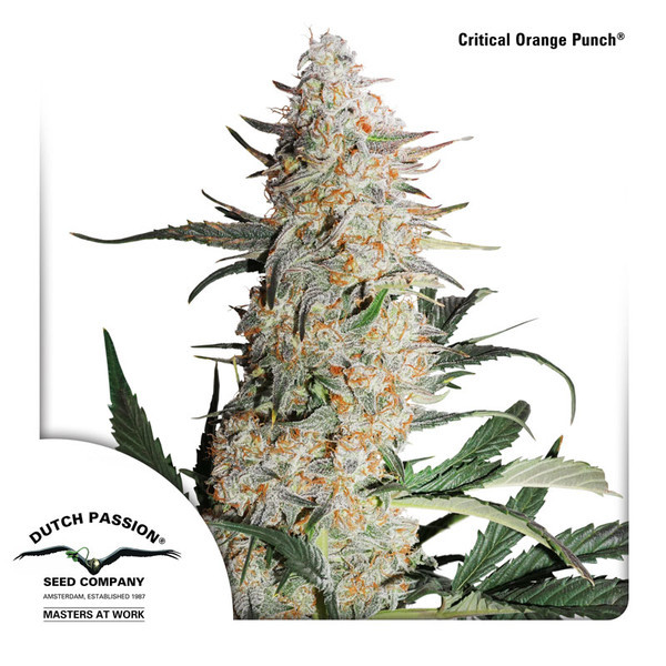 Critical Orange Punch (Dutch Passion) Feminisoidut