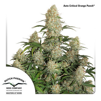 Auto Critical Orange Punch (Dutch Passion) Feminisoidut