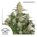 Auto Critical Orange Punch (Dutch Passion) Feminisoidut