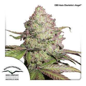 CBD Auto Charlotte's Angel (Dutch Passion) Feminisoidut