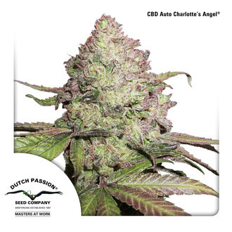CBD Auto Charlotte's Angel (Dutch Passion) Feminisoidut