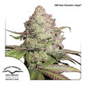 CBD Auto Charlotte's Angel (Dutch Passion) Feminisoidut