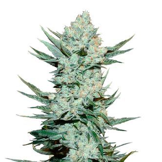 Tangie'Matic (FastBuds) Feminisoidut kannabiksen siemenet