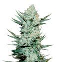 Tangie Auto (FastBuds) Feminisoidut