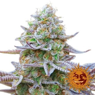 Gorilla Zkittlez (Barney's Farm) Feminisoidut