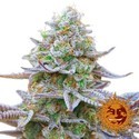 Gorilla Zkittlez (Barney's Farm) Feminisoidut