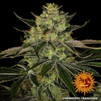 Gorilla Zkittlez (Barney's Farm) Feminisoidut