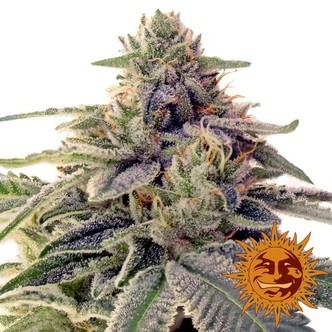 Shiskaberry (Barney's Farm) Feminisoidut