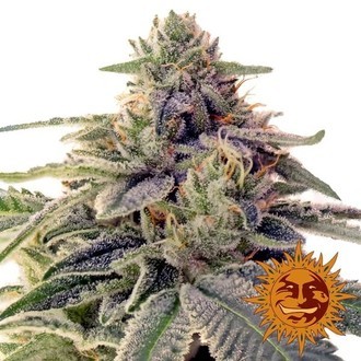 Shiskaberry (Barney's Farm) Feminisoidut