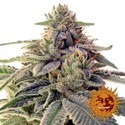 Shiskaberry (Barney's Farm) Feminisoidut