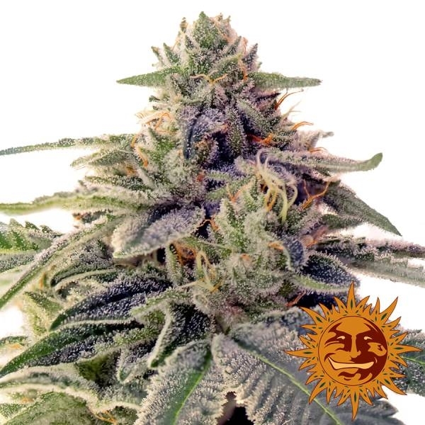 Shiskaberry (Barney's Farm) Feminisoidut