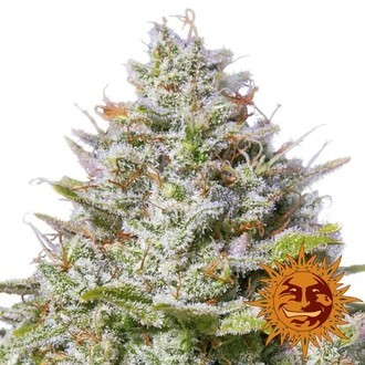 Blue Gelato 41 (Barney’s Farm) Feminisoidut