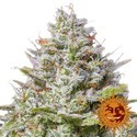 Blue Gelato 41 (Barney’s Farm) Feminisoidut