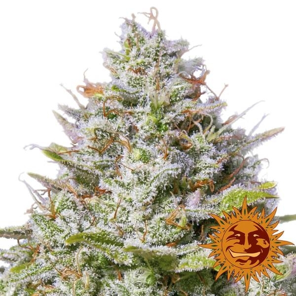 Blue Gelato 41 (Barney’s Farm) Feminisoidut