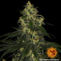 Blue Gelato 41 (Barney’s Farm) Feminisoidut