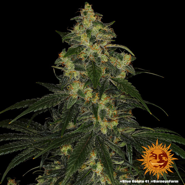 Blue Gelato 41 (Barney’s Farm) Feminisoidut