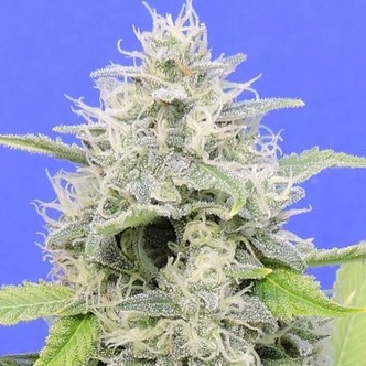 Zkittzy Gorilla (Original Sensible) Feminisoidut