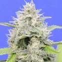 Gorilla Zkittlez (Original Sensible) Feminisoidut