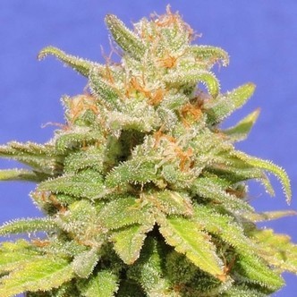 White Crystal Meth Auto (Original Sensible) feminisoitu
