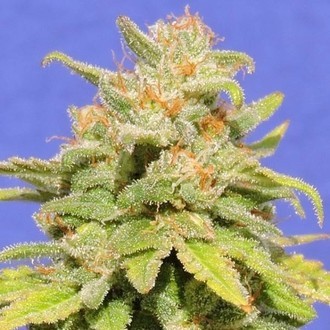 White Crystal Meth Auto (Original Sensible) Feminisoidut