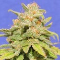 White Crystal Meth Auto (Original Sensible) Feminisoidut