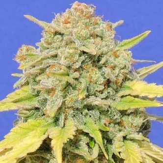 Zkittlez (Original Sensible) Feminisoidut kannabiksen siemenet