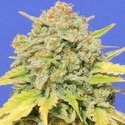 Zkittlez (Original Sensible) Feminisoidut