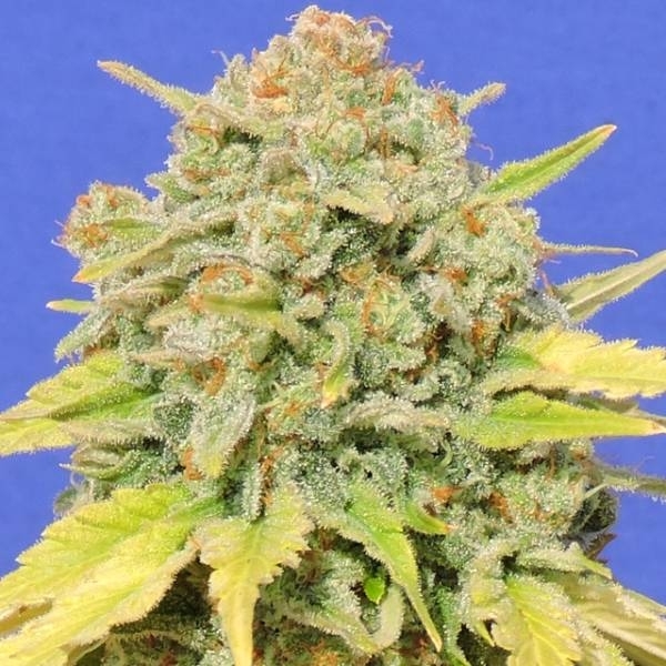 Zkittlez (Original Sensible) Feminisoidut