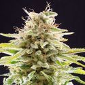 Super OG Kush (Kannabia) Feminisoidut