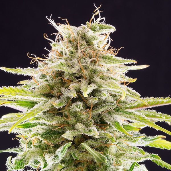 Super OG Kush (Kannabia) Feminisoidut