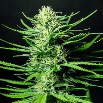 Cinderellas (Sumo Seeds) Feminisoidut