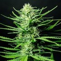 Cinderellas (Sumo Seeds) Feminisoidut