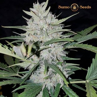 White Cheese Auto (Sumo Seeds) Feminisoidut