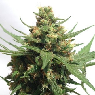 Sumo's OG Kush Auto (Sumo Seeds) Feminisoidut