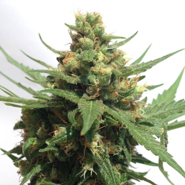 Sumo's OG Kush Auto (Sumo Seeds) Feminisoidut