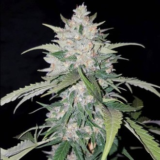 AK Full Auto (Sumo Seeds) Feminisoidut