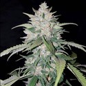 AK Full Auto (Sumo Seeds) Feminisoidut