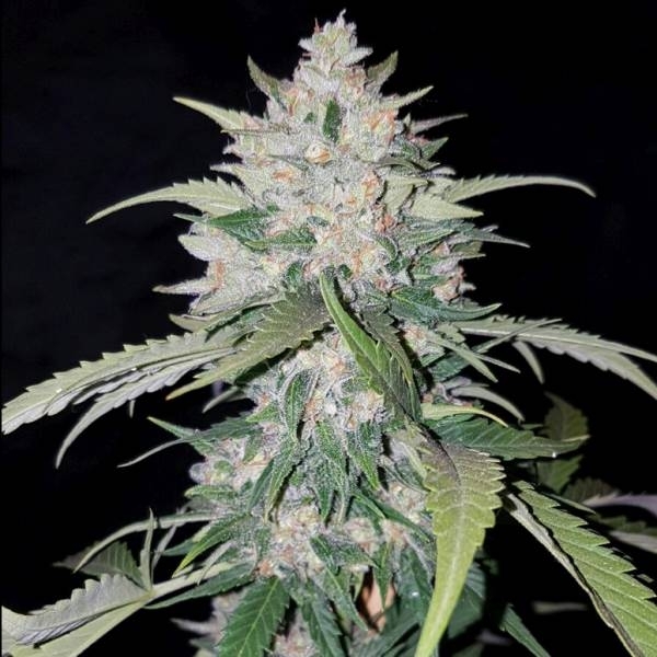 AK Full Auto (Sumo Seeds) Feminisoidut