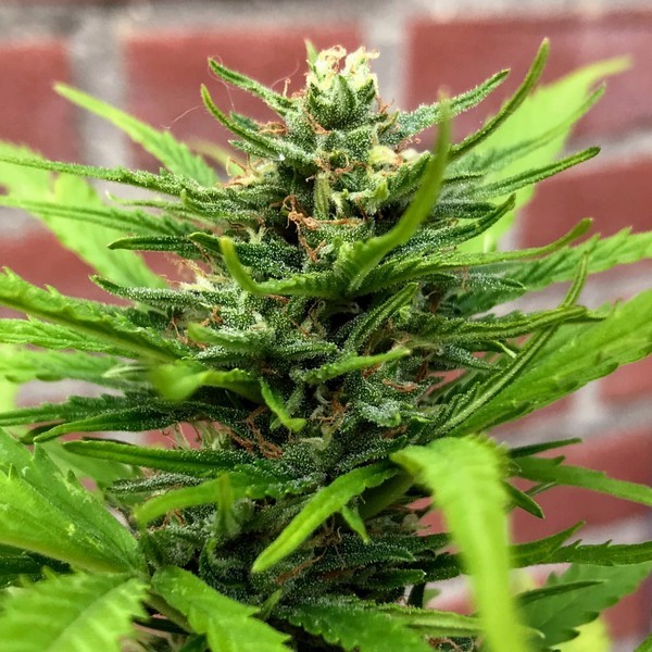 Auto Anthrax (BSB Genetics) Feminisoidut