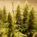 Cali Dream (BSB Genetics) Feminisoidut